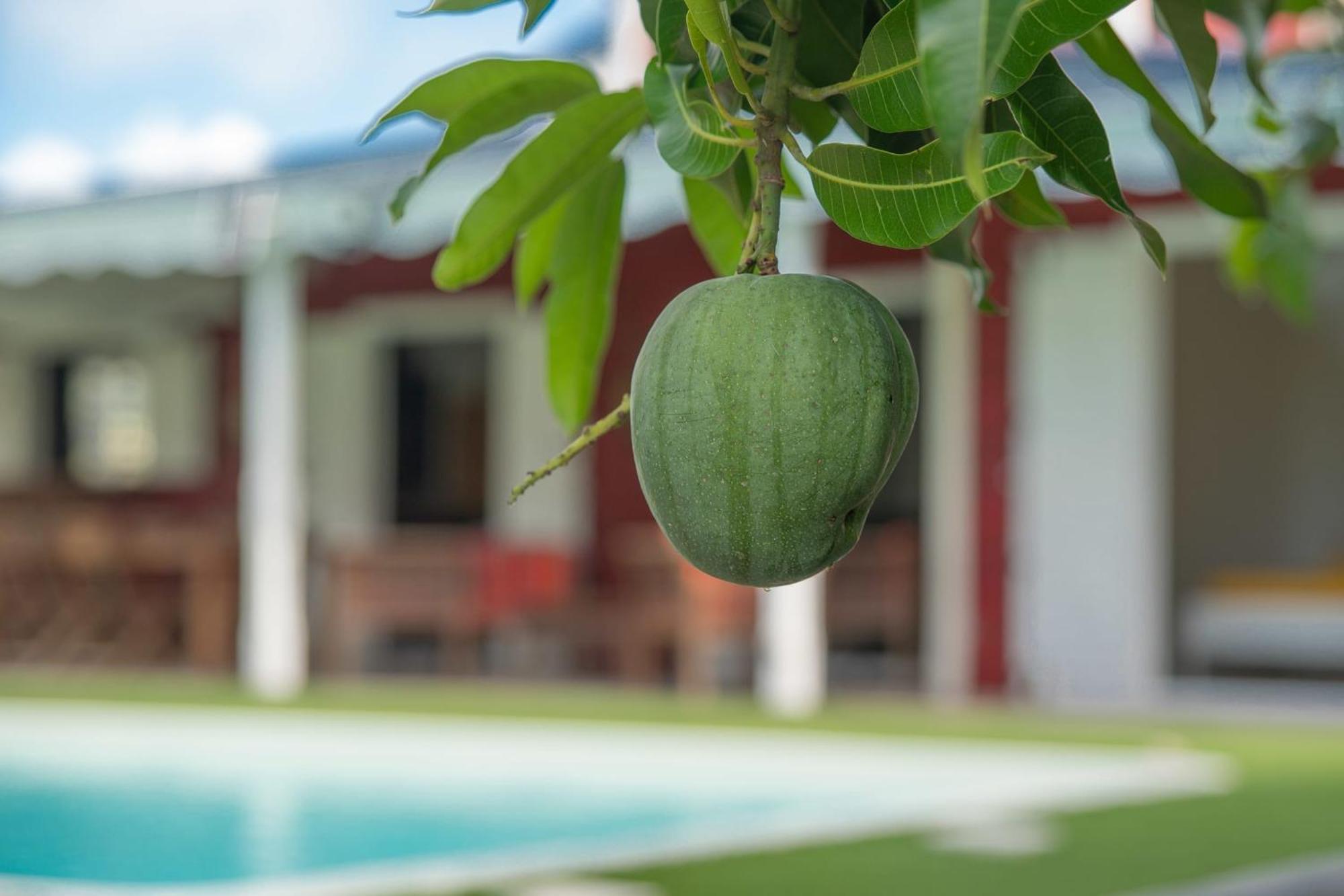 Villa Hibiscus Anse-Bertrand Exterior photo